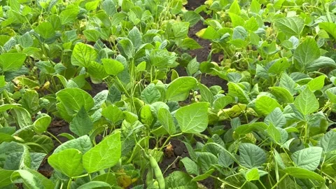 Pod beans Stock Footage 201893163