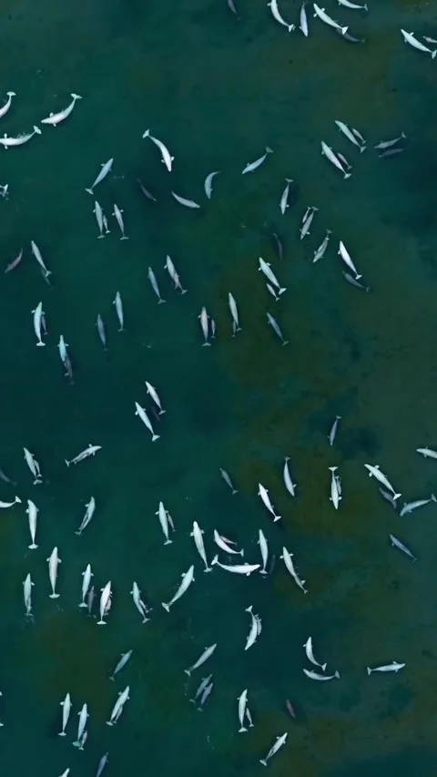 A pod of belluga in the sea Stock Footage 320452720
