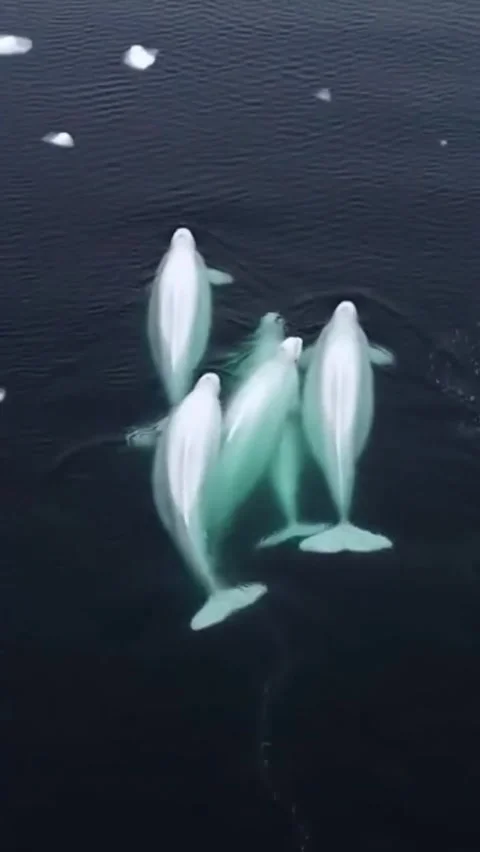 A pod of bellugas in the sea 스톡 동영상 332553560