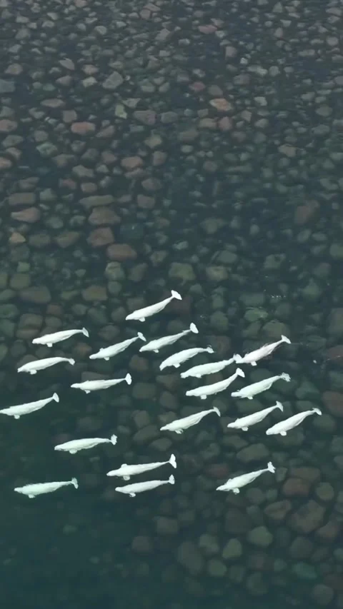 A pod of bellugas in the sea 스톡 동영상 332798239