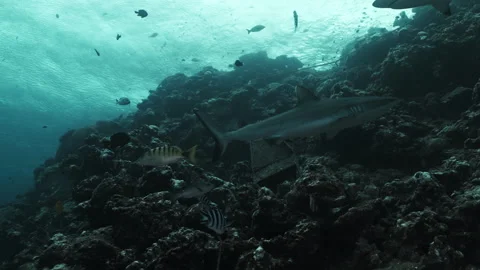 Pod of black tip reef sharks swimming underwater on coral reef ocean of Tonga Video stock 289133856