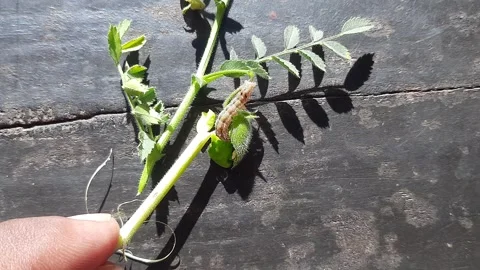 Pod borer attack on chickpea crop. 스톡 동영상 288178114