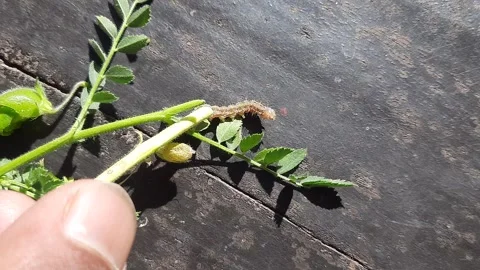 Pod borer attack on chickpea crop. Stockbeeldmateriaal 288178218