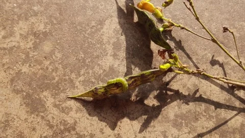 Pod borer attack on pigeon pea pod. Stock Footage 296578950