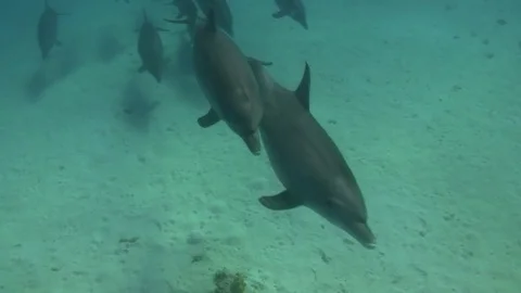 Pod of bottlenose dolphins in hurghada Video stock 73646891