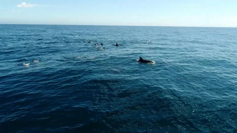 A Pod of Bottlenose Dolphins in the Indian Ocean Stock Footage 139683026