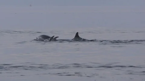 Pod of bottlenose dolphins splash tails and throw themselves backwards Stock Footage 71659019
