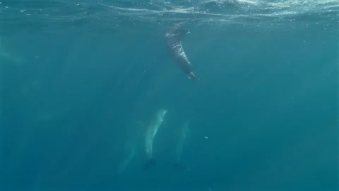 Pod of bottlenose dolphins surfacing in the ocean during the Sardine Run in.. Stock Footage 342754816