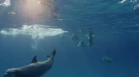 A pod of bottlenose dolphins 'Tursiops truncatus'. Stock Footage