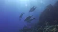 Pod of bottlenose dolphins - Underwater view HD Footage