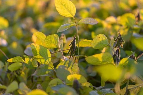 Pod clusters and yield potential, Crop experiment displays pod formations and gr Stock Photos