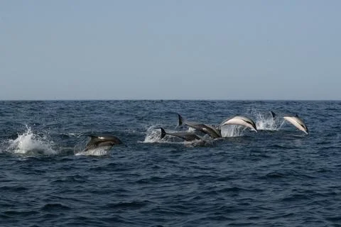 Pod of common dolphins hunting at the surface during the annual Sardine Run.. Stock Photos