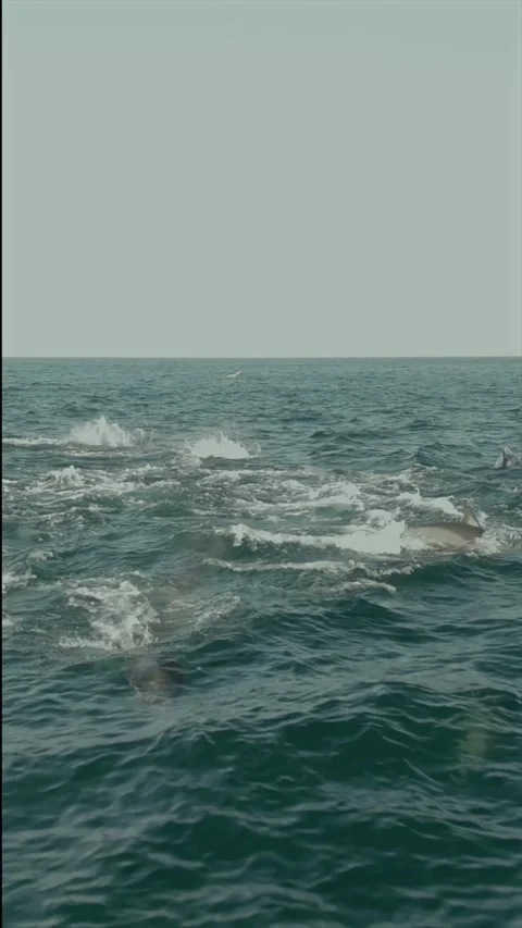 Pod of Common Dolphins Hunting Together During the Sardine Run.vertical Stock Footage 341732391