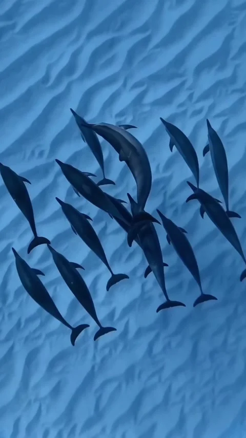 A pod of dolphin in the ocean Stock Footage 319001376