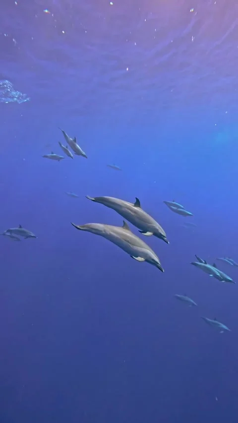 A pod of dolphin in the sea Stock Footage 319730014