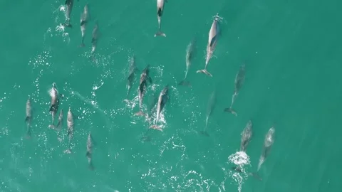 Pod of Dolphins 1/3 Stockbeeldmateriaal 252437040