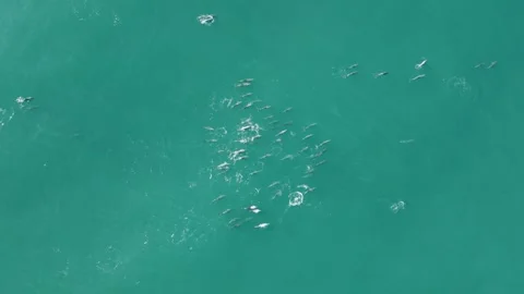 Pod of Dolphins 2/3 Stockbeeldmateriaal 252437000