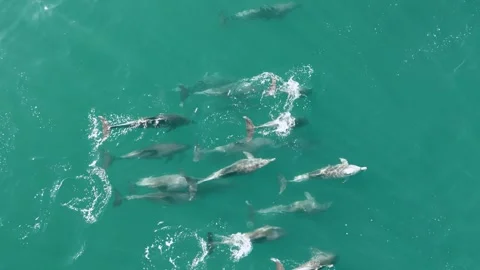 Pod of Dolphins 3/3 Stockbeeldmateriaal 252436824