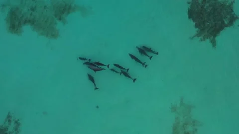 Pod of Dolphins in Belize Caribbean Ocean Aerial Drone Shot 4K Stock Footage 160616617