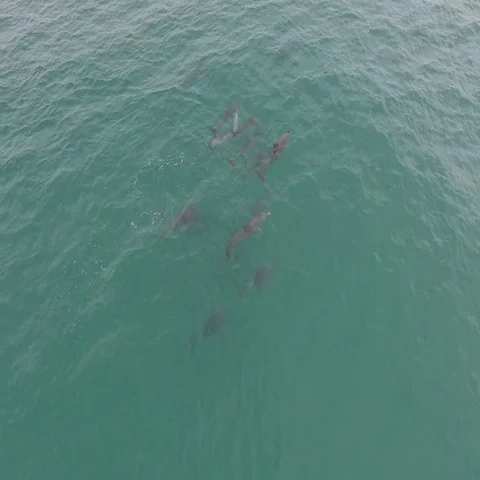 Pod of Dolphins off the coast of Australia Video stock 69527906