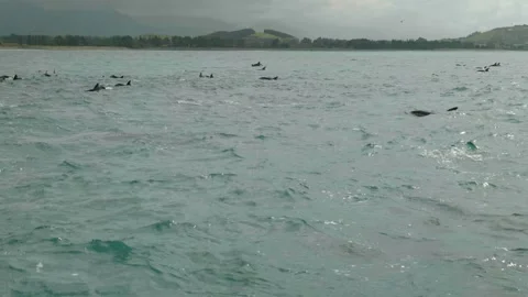 Pod of Dolphins with Coast line in background 스톡 동영상 260369305