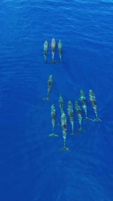 Pod of dolphins crossing vibrant blue waters Stock Footage 325740326