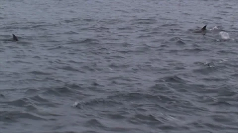 Pod of Dolphins Stock-Footage 38317316