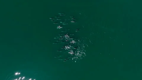 Pod of Dolphins Stock Footage 242123958