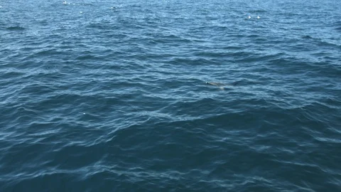 Pod of dolphins gently floating in blue water in New Zealand Stock Footage 90148957