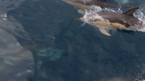 Pod of dolphins jumping 2 Stockbeeldmateriaal 108835068