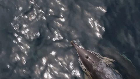 Pod of dolphins jumping 3 Stockbeeldmateriaal 108835084