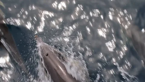 Pod of dolphins jumping 4 Stockbeeldmateriaal 108835126