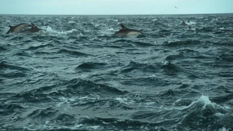 Pod of Dolphins jumping in highspeed slow motion. Shot on Phantom Flex 4K Stock Footage 137785807