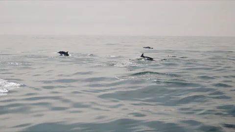 Pod Of Dolphins Jumping Out Of Ocean Water  4K 48FPS SLO-MO Stock Footage 221190784