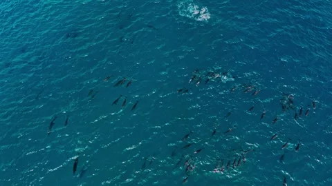 Pod of dolphins in the Maldives Stock Footage 252191050