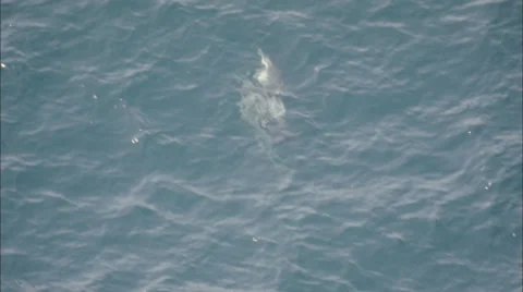 Pod Dolphins Ocean Stock Footage 39903947