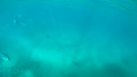 A pod of dolphins passing by 動画素材 127353324