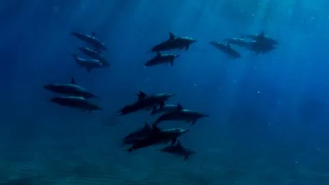 Pod of Dolphins Stock Photos