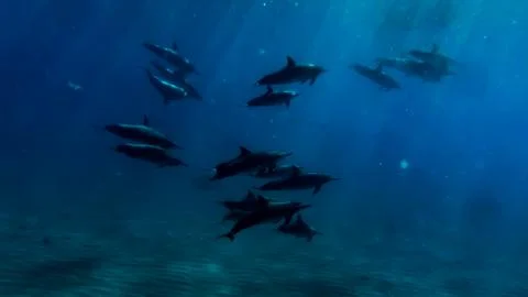 Pod of Dolphins Stock Photos