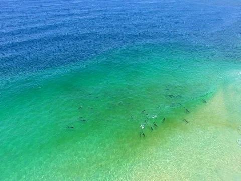 A pod of dolphins playing in the surf riding waves 스톡 동영상 84077474