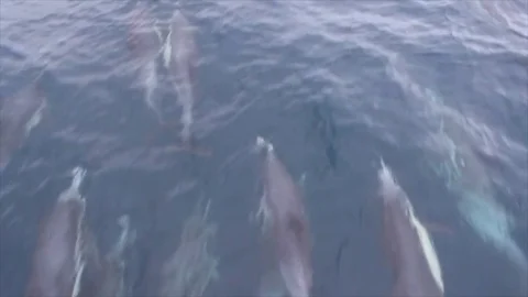 Pod of Dolphins racing through ocean Stock Footage 73456052