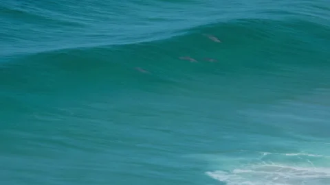 A pod of dolphins surf a wave at Freshwater Beach Sydney, Australia Stock Footage 294635686