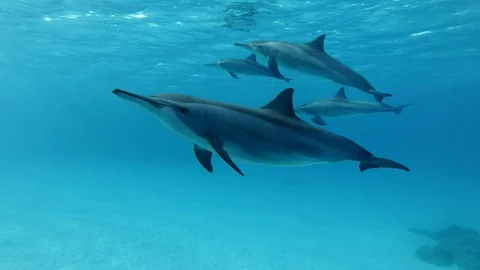 A pod of dolphins swim under surface of the blue water. Slow motion, Closeup, Stock Footage 104903190
