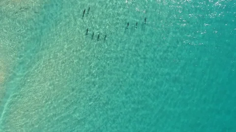 Pod of Dolphins Swimming 스톡 동영상 86473006