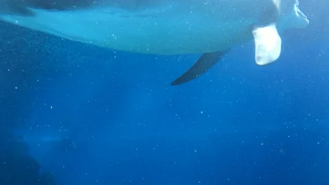 Pod of dolphins swimming Stock Footage 86589047