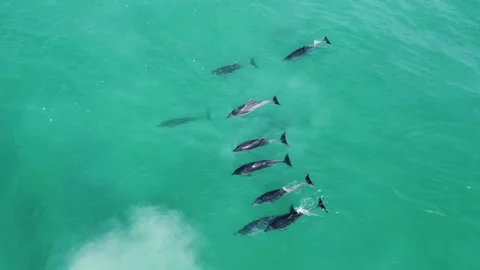 A pod of dolphins swimming Stock Footage 274123958