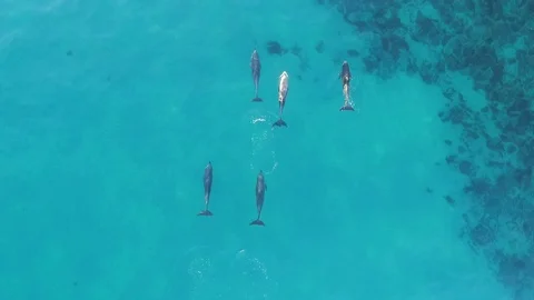 Pod of dolphins swimming in the ocean 스톡 동영상 87106744