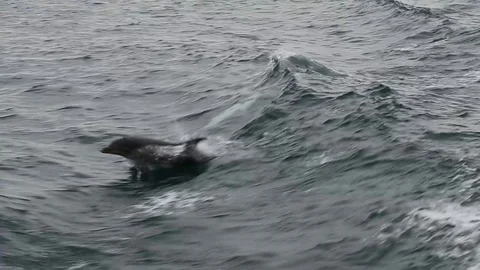 A pod of dolphins swimming in the ocean Stock Footage 113318378