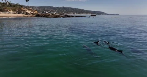 Pod of Dolphins Swimming On Surface 5K Stock Footage 230488246