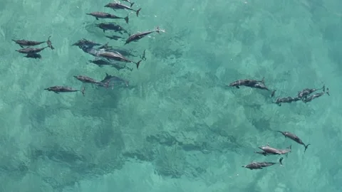 Pod of dolphins swimming at surface in the ocean, Hawaii, Aerial view, 4K Stock Footage 150132555